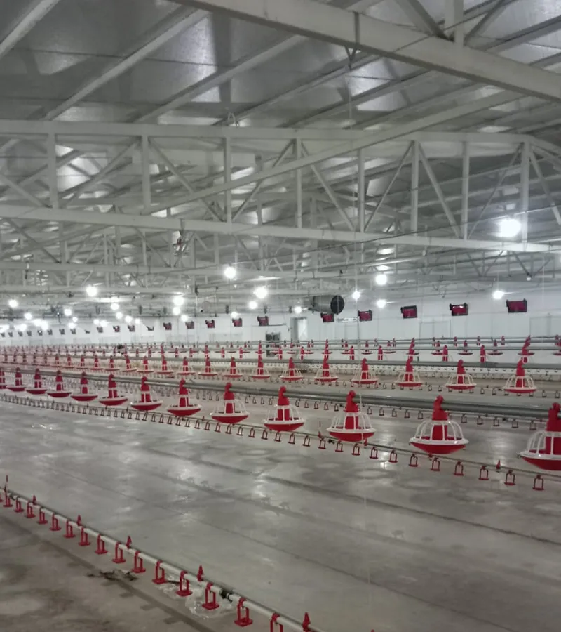 Sıfırdan Anahtar Teslim Tavuk Kümes Ekipmanları Kurulumu