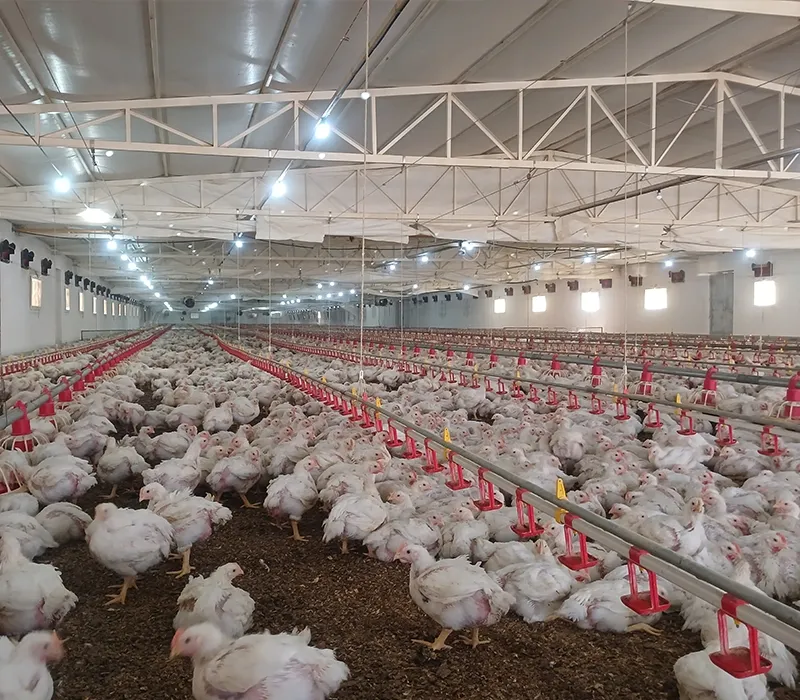 Tavuk Kümes Ekipmanları